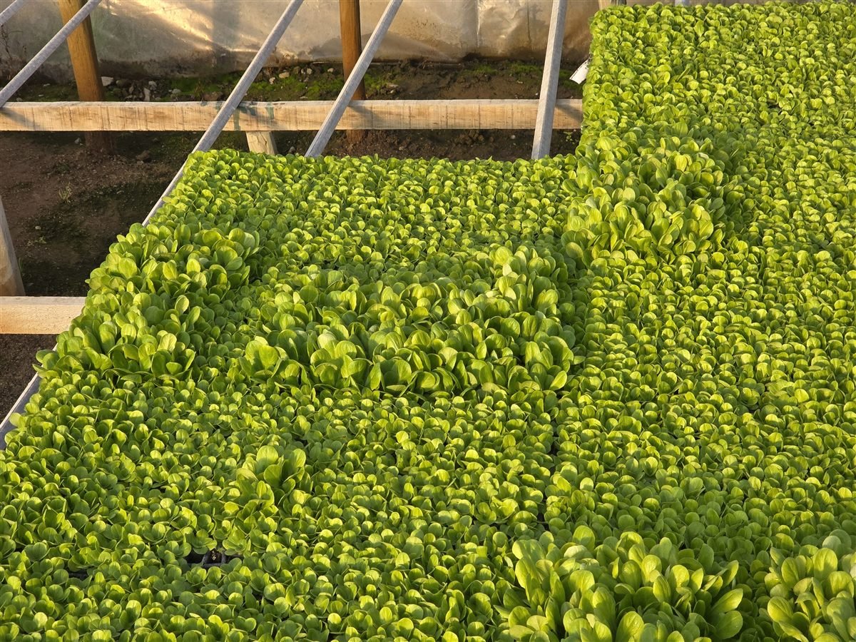 Producción de plantines en invernadero