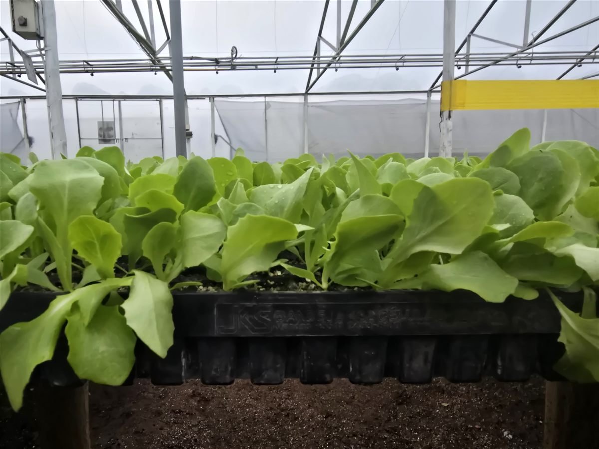 Plantines de lechuga en bandeja